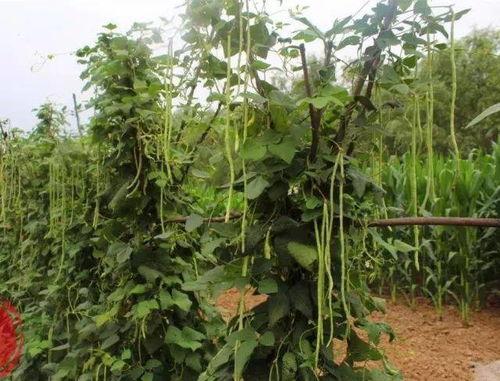 邓州赵河吃瓜,夏日炎炎，吃瓜群众欢乐多