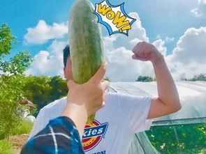 今年最火的瓜吃瓜,揭秘年度爆红事件背后的真相