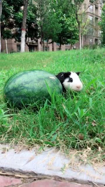 梦见偷了瓜吃,瓜田偷瓜的奇幻之旅