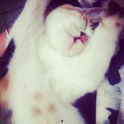 吃瓜少女魏大喵