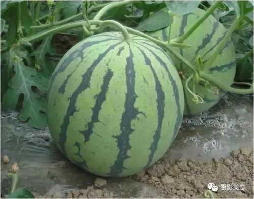 吃瓜一号酱,揭秘网红美食背后的故事