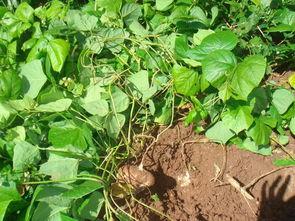 土瓜怎样吃,探索土瓜的多样美味