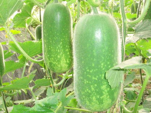 寿光东成吃瓜,瓜香四溢，探寻瓜乡魅力