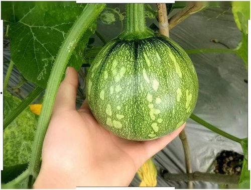 大风吃小瓜,大风吃小瓜的奇妙冒险