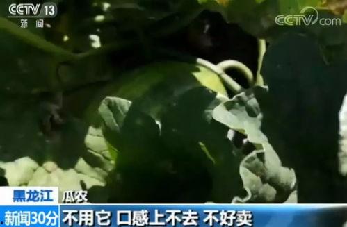 吃瓜曝光在线吃瓜