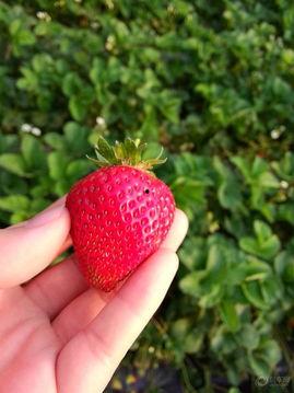 庄河草莓吃瓜