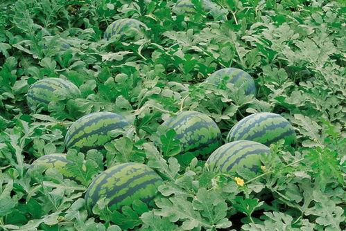 雨中吃瓜漫步图片,夏日悠闲时光